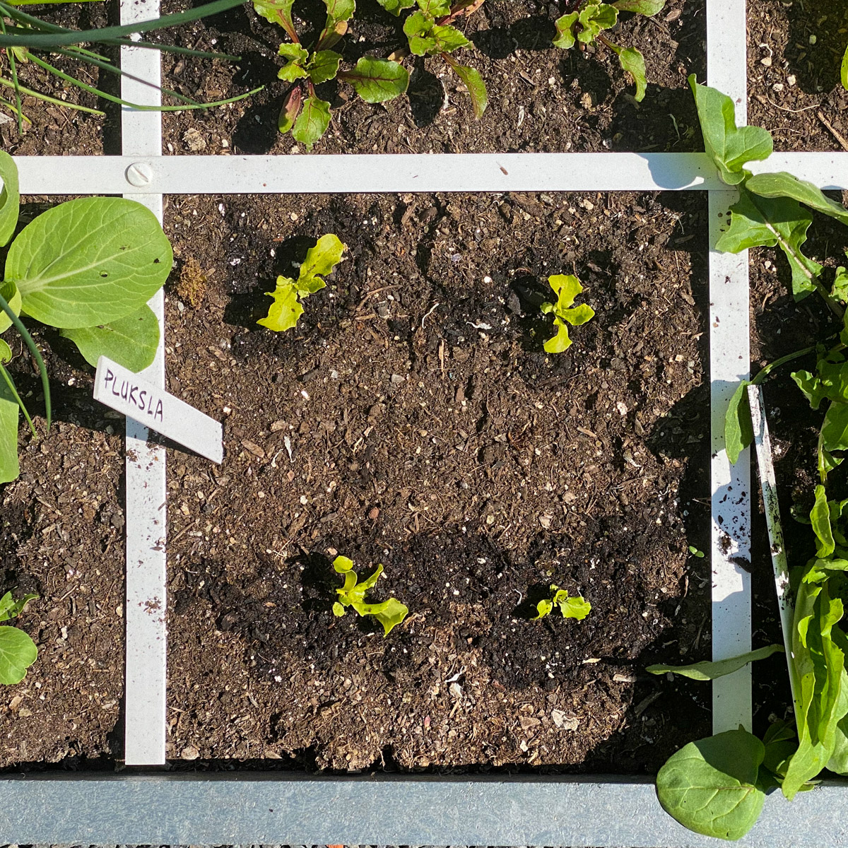 Give small plants some extra water regularly