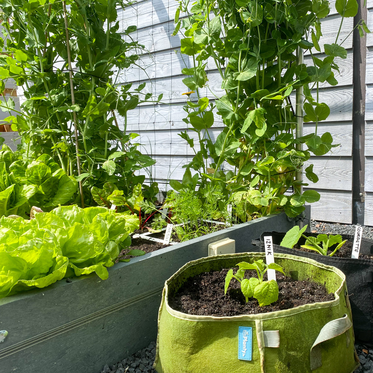 Snow peas still to harvest in the Makkelijke Moestuin