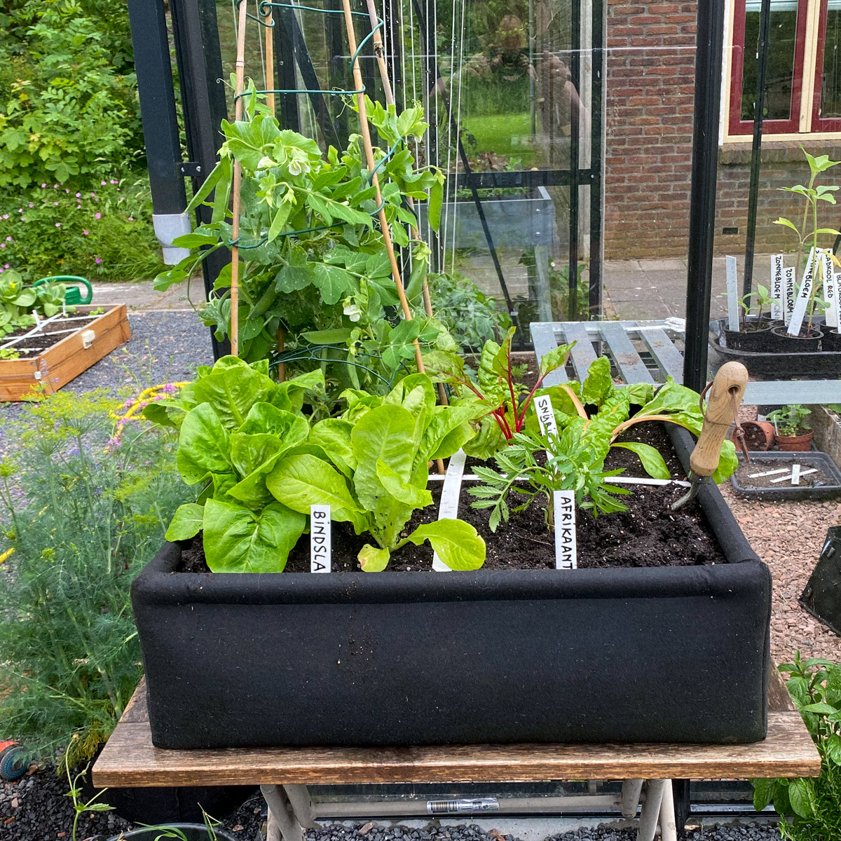 A raised bed on a table is harder for slugs and snails to reach