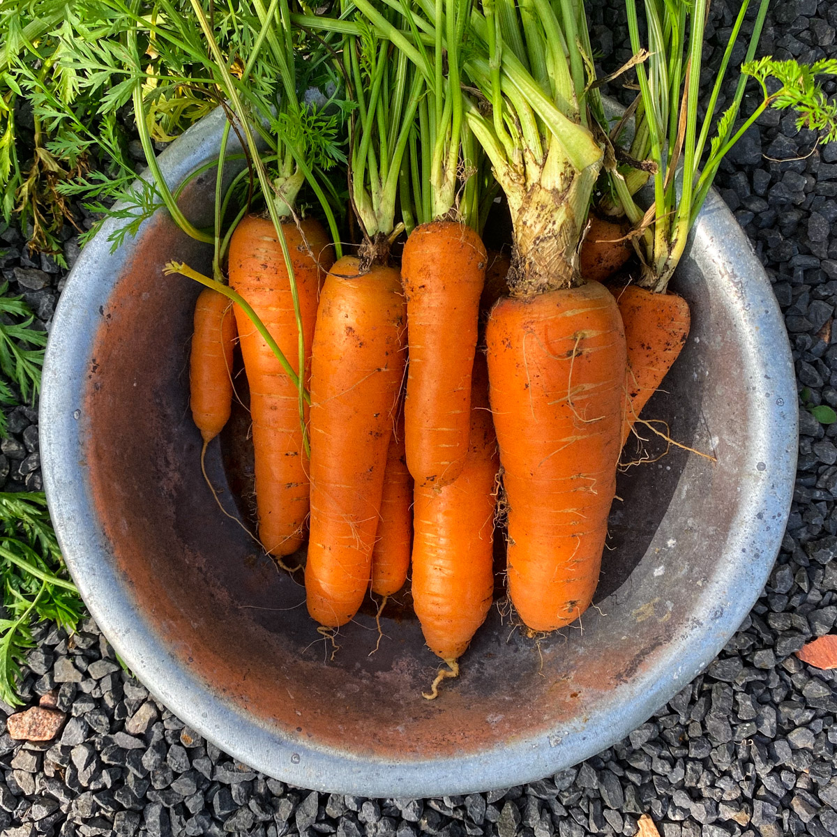 Plants will never grow in the exact same way, even if you sow them at the same time in the same plot