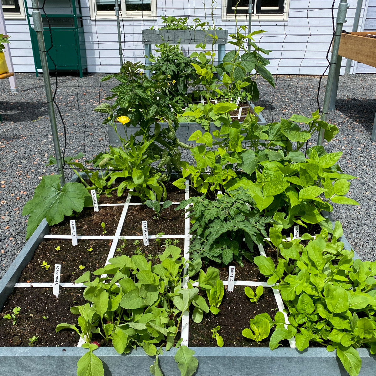 Makkelijke Moestuin Hero bakken juni - 3,5 week na de start