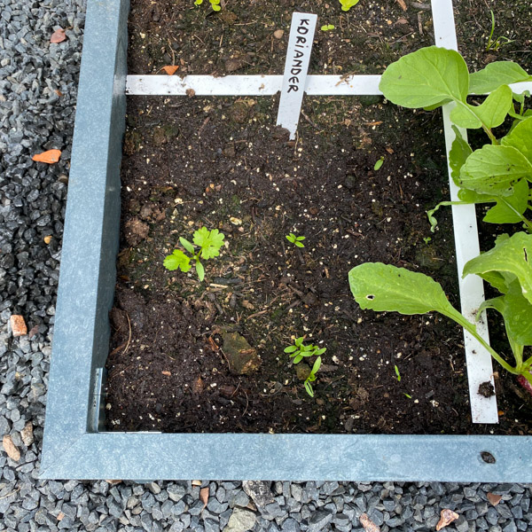 Hier stonden 9 korianderplantjes, opgegeten door slakken