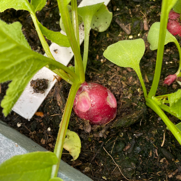 Radijsjes met gaatjes: slakken of iets anders?