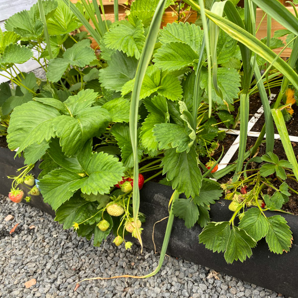 Tussen de gezonde aardbeien planten, staat ook een mislukkeling