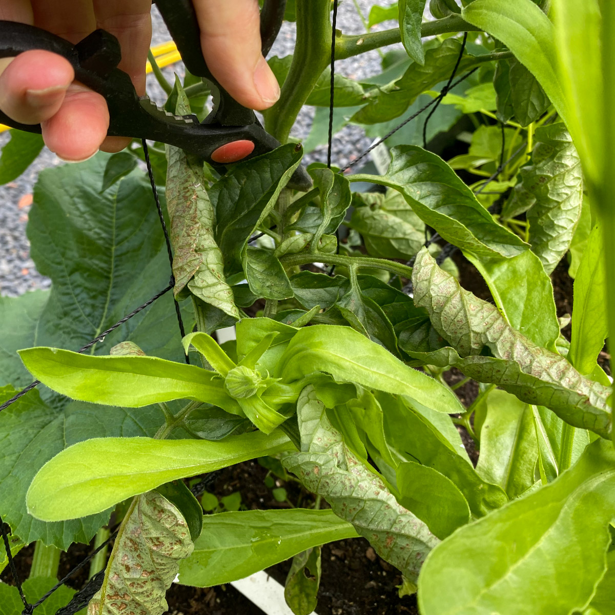 Verkleurd blad onder aan tomatenplant