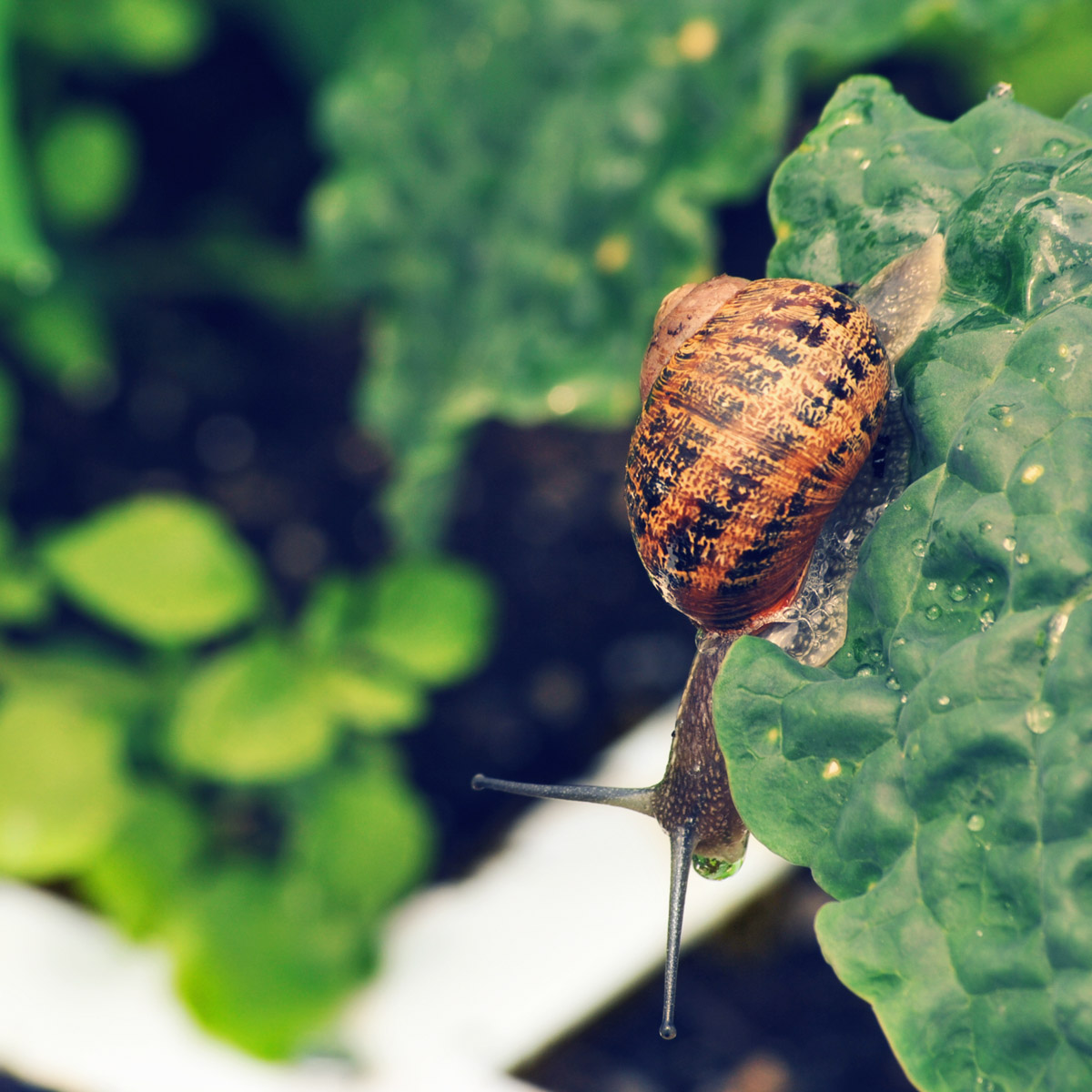 Tips tegen slakken in de Makkelijke Moestuin