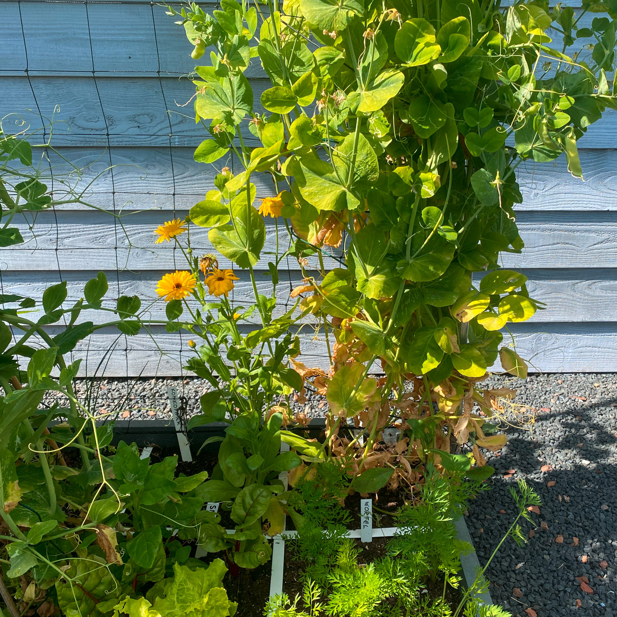 Bacteria absorb nitrogen from the air and store them in the white bumps on the roots of legumes