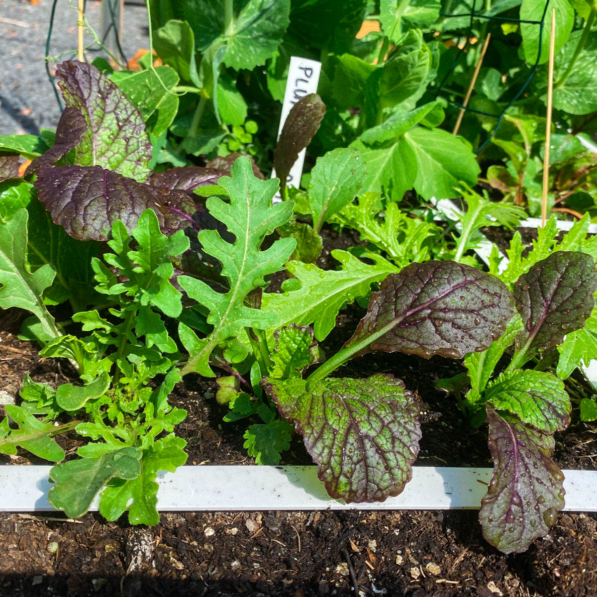 Aziatische pluksla uit de Makkelijke Moestuin