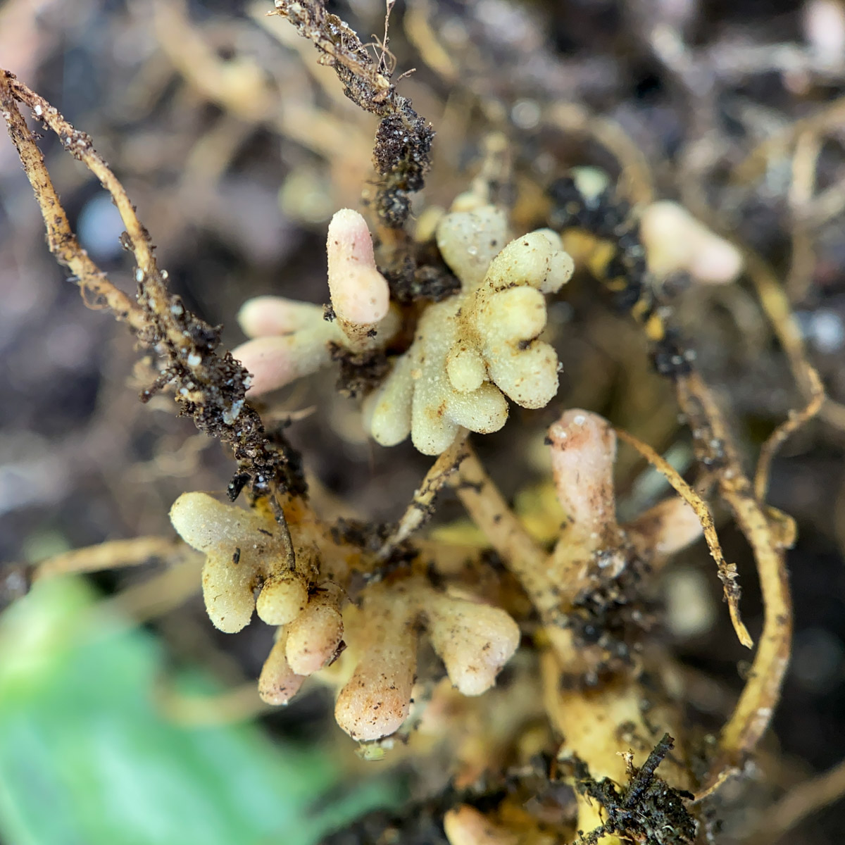 Stikstofbolletjes aan de wortels van vlinderbloemige planten