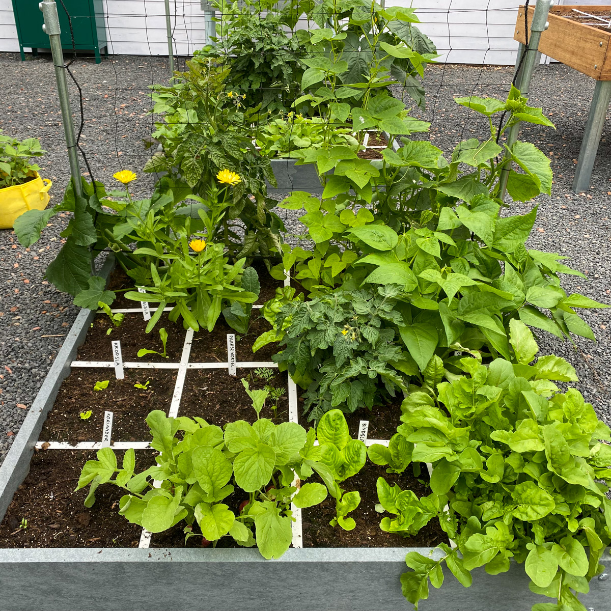 Makkelijke Moestuin Herobak eind juni: 4 weken na het inzaaien.