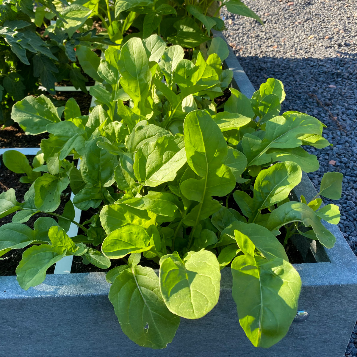 Juli: rucola zaaien in de Makkelijke Moestuin