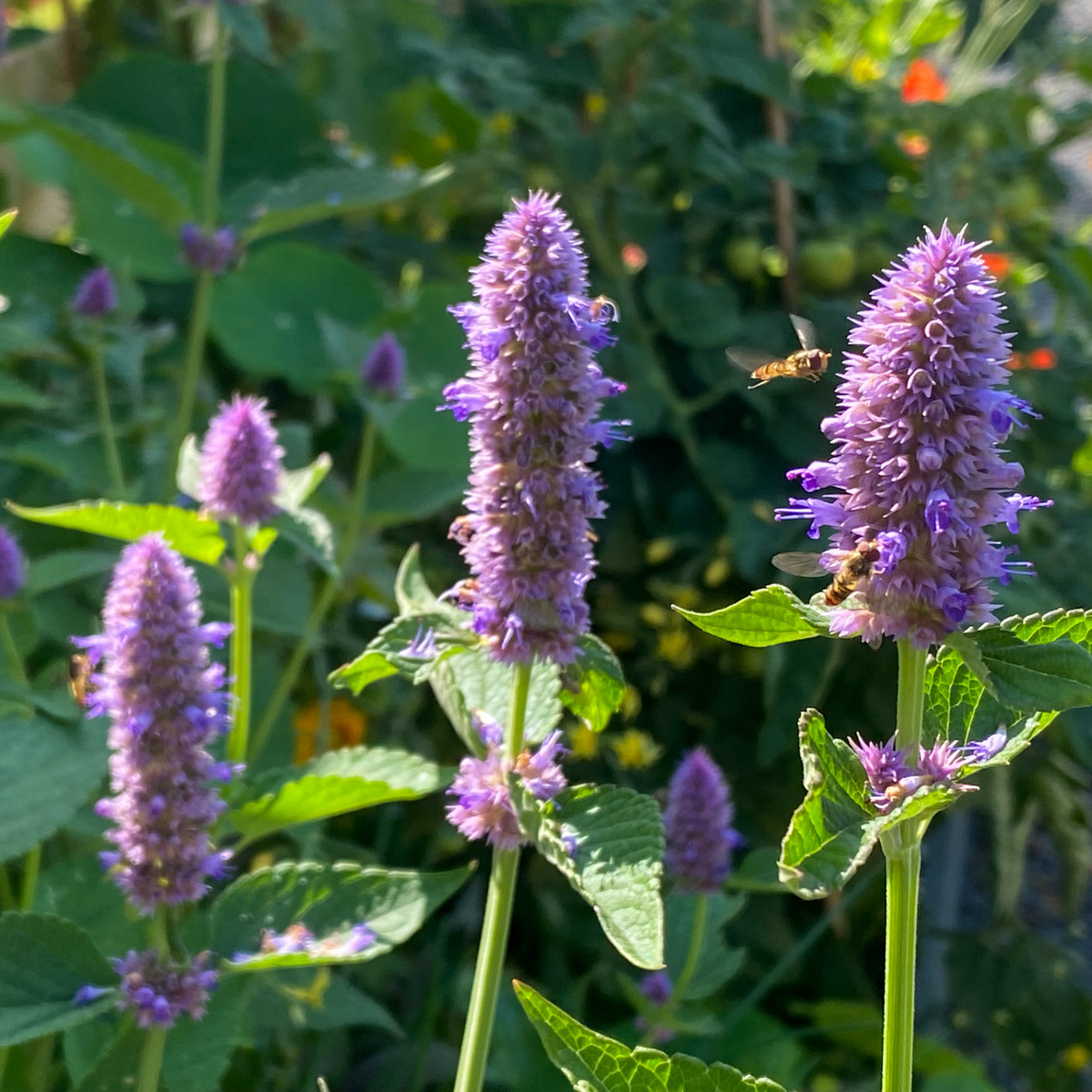 Dropplant lokt nuttige insecten naar je moestuin