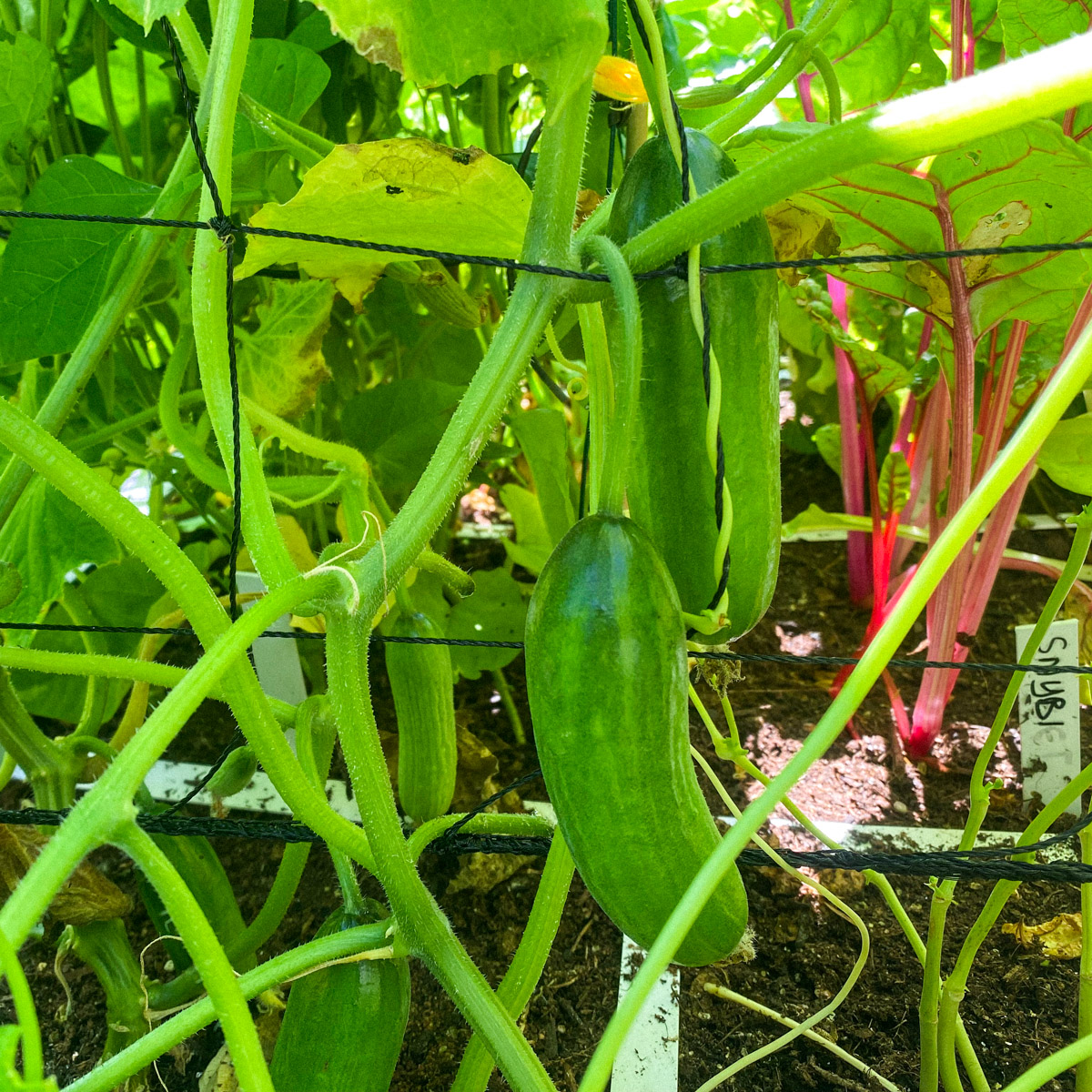 Juli in de Makkelijke Moestuin: elke dag komkommertjes