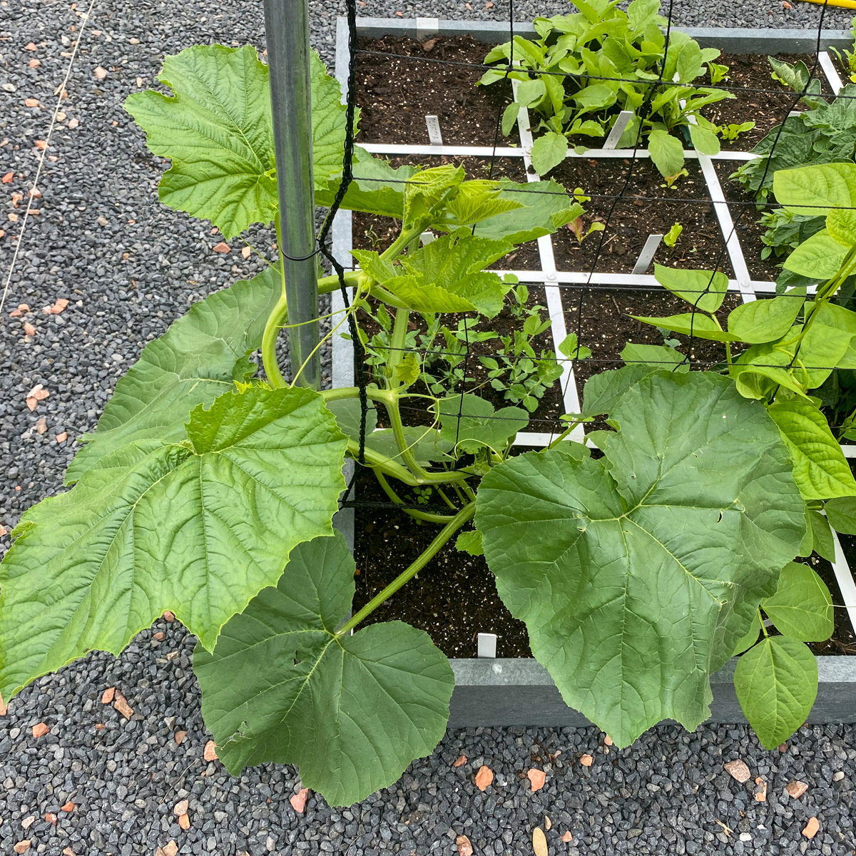 Uitgedunde baby-pompoen aan het klimrek van de Makkelijke Moestuin