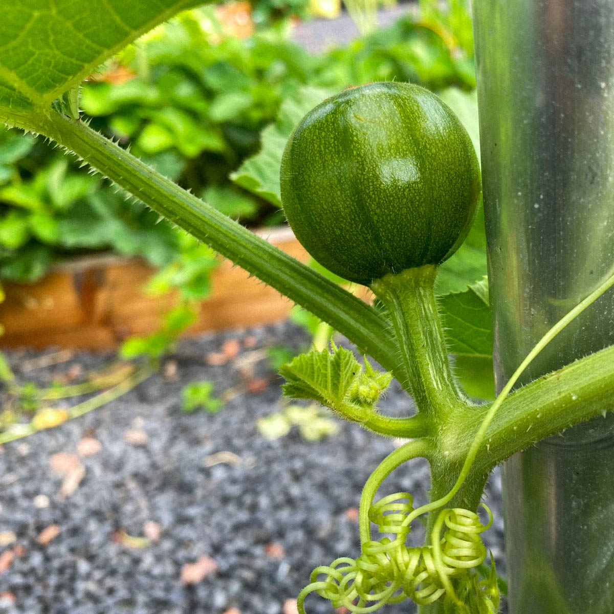 Baby-pompoen Makkelijke Moestuin met zijscheut