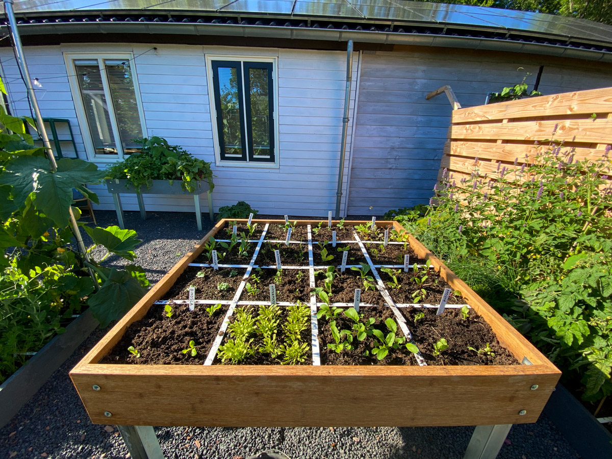 Op 1 juli ingezaaide Makkelijke Moestuinbak na 18 dagen