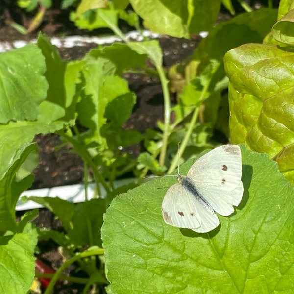 Cabbage white caterpillars will cause the most damage to your kale plants
