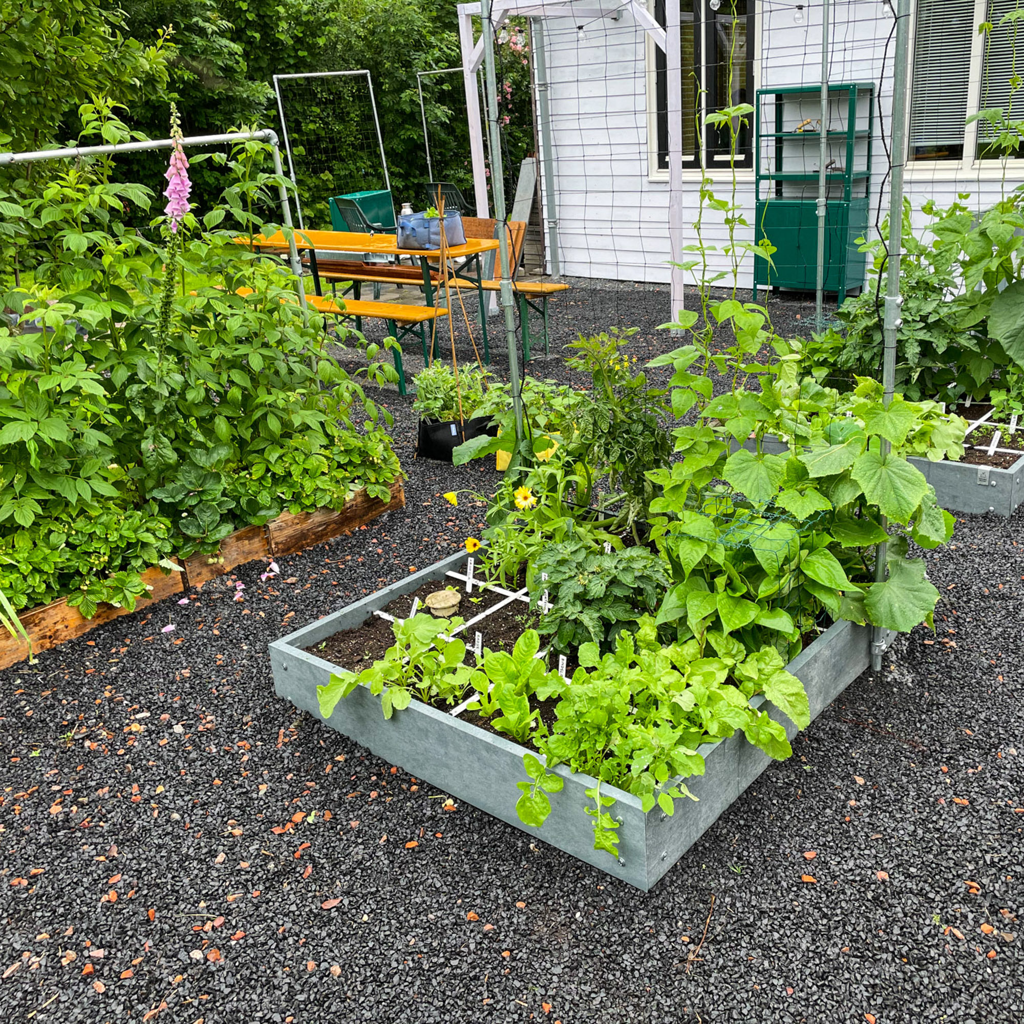 This what Ans's vegetable garden could have been