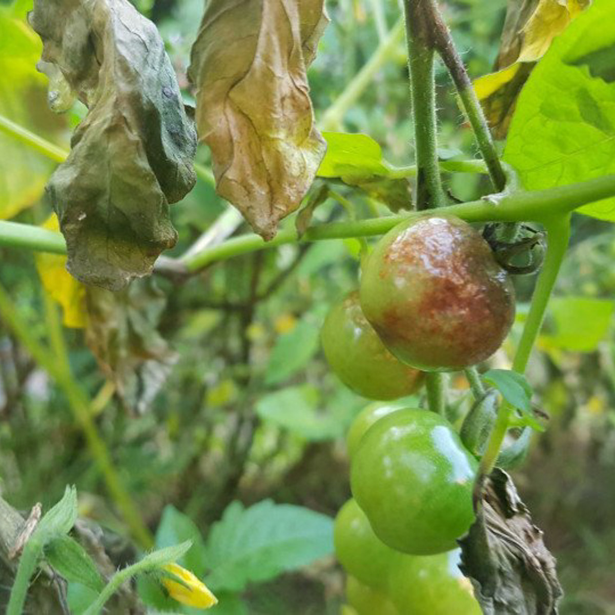 Brown patches on tomatoes affected by late blight