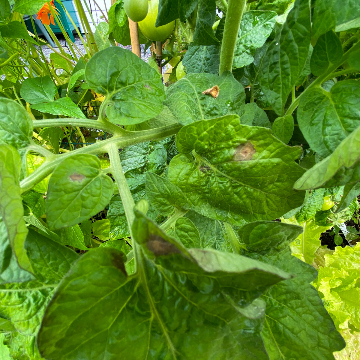 Round brown patches with pale edges on a tomato leaf