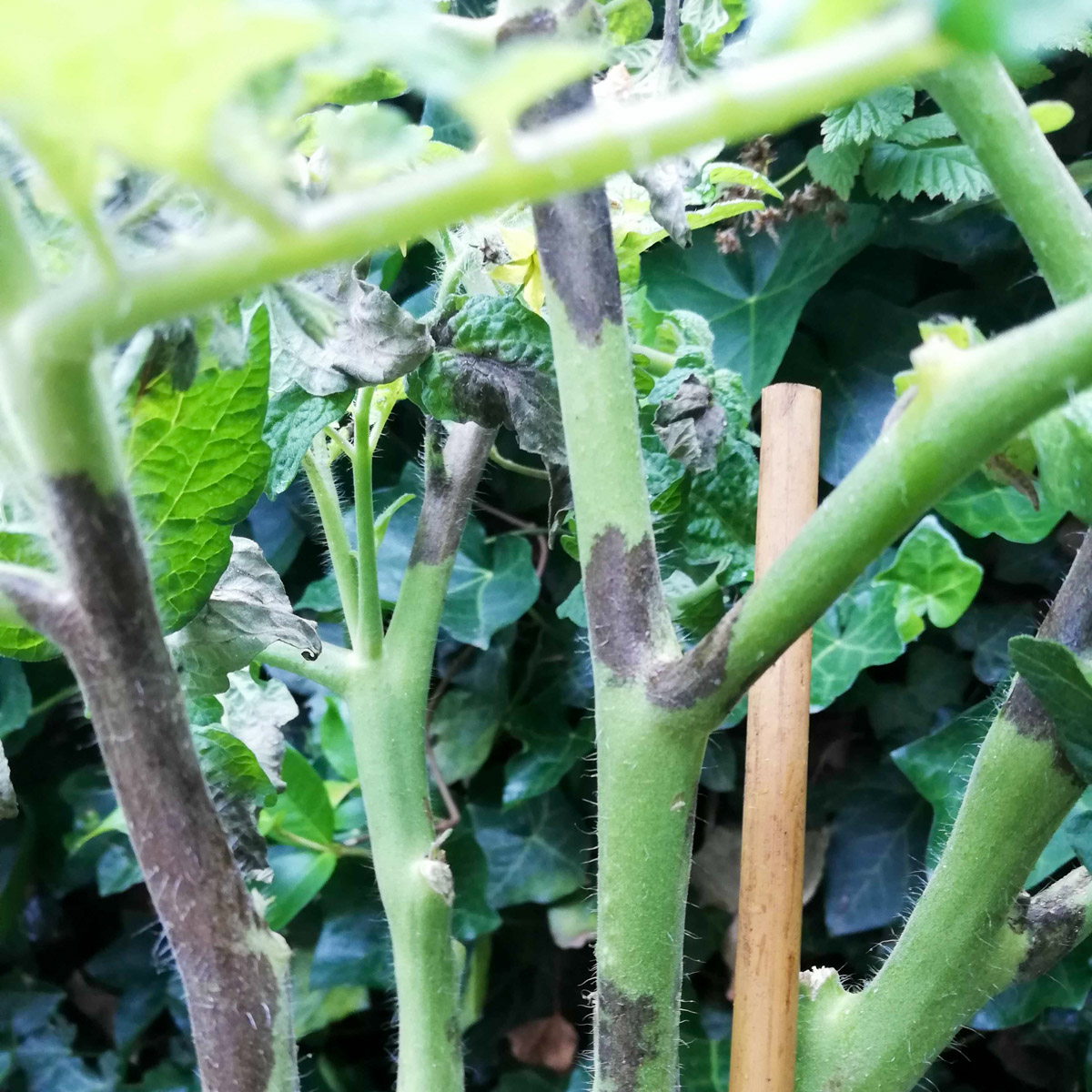 Dark blight lesions on tomato stems