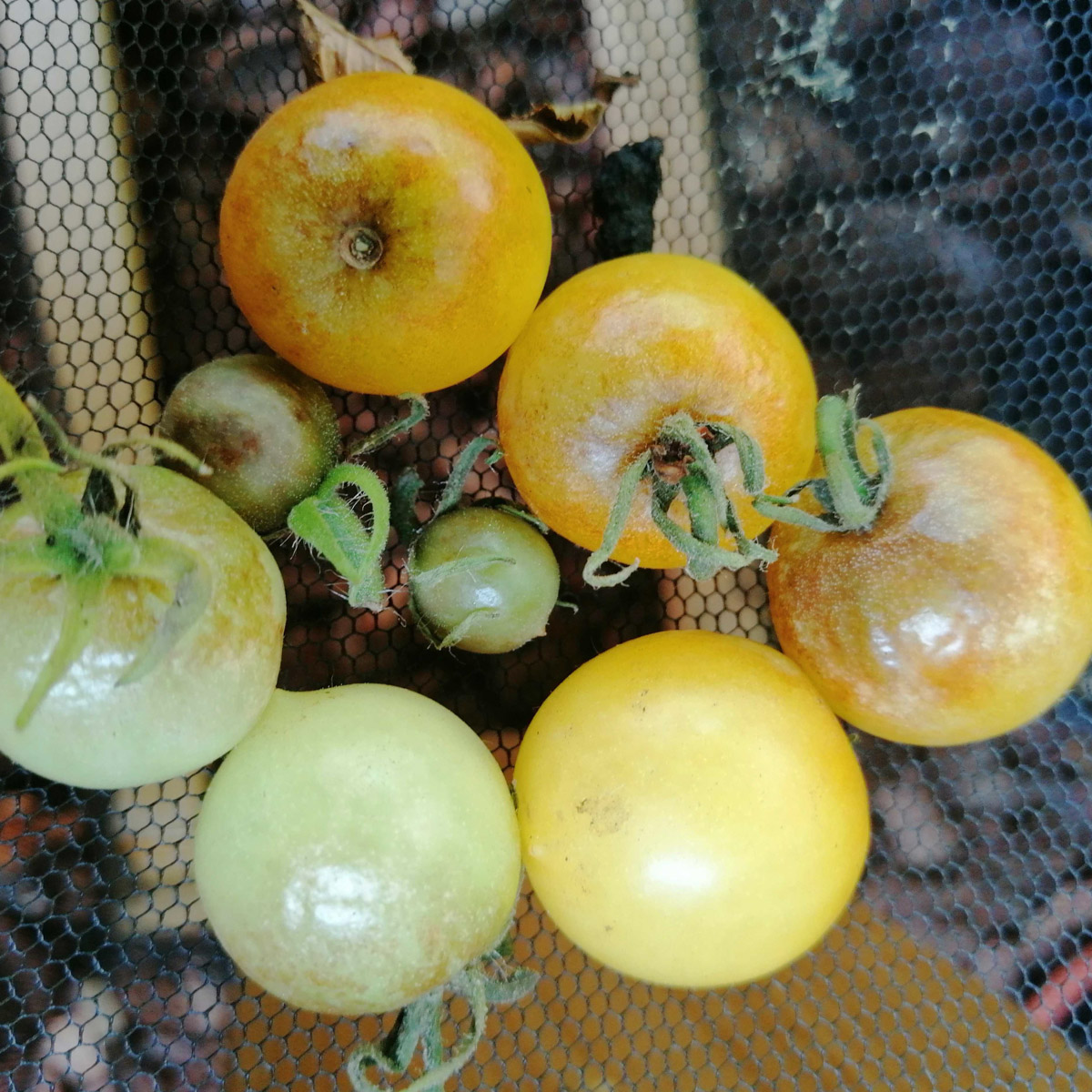 Yellow cherry tomatoes with brown blight patches