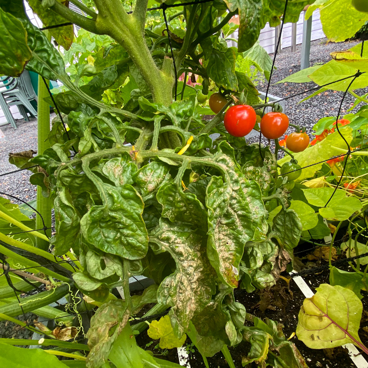 Yellow and damaged tomato leaves ready to be removed