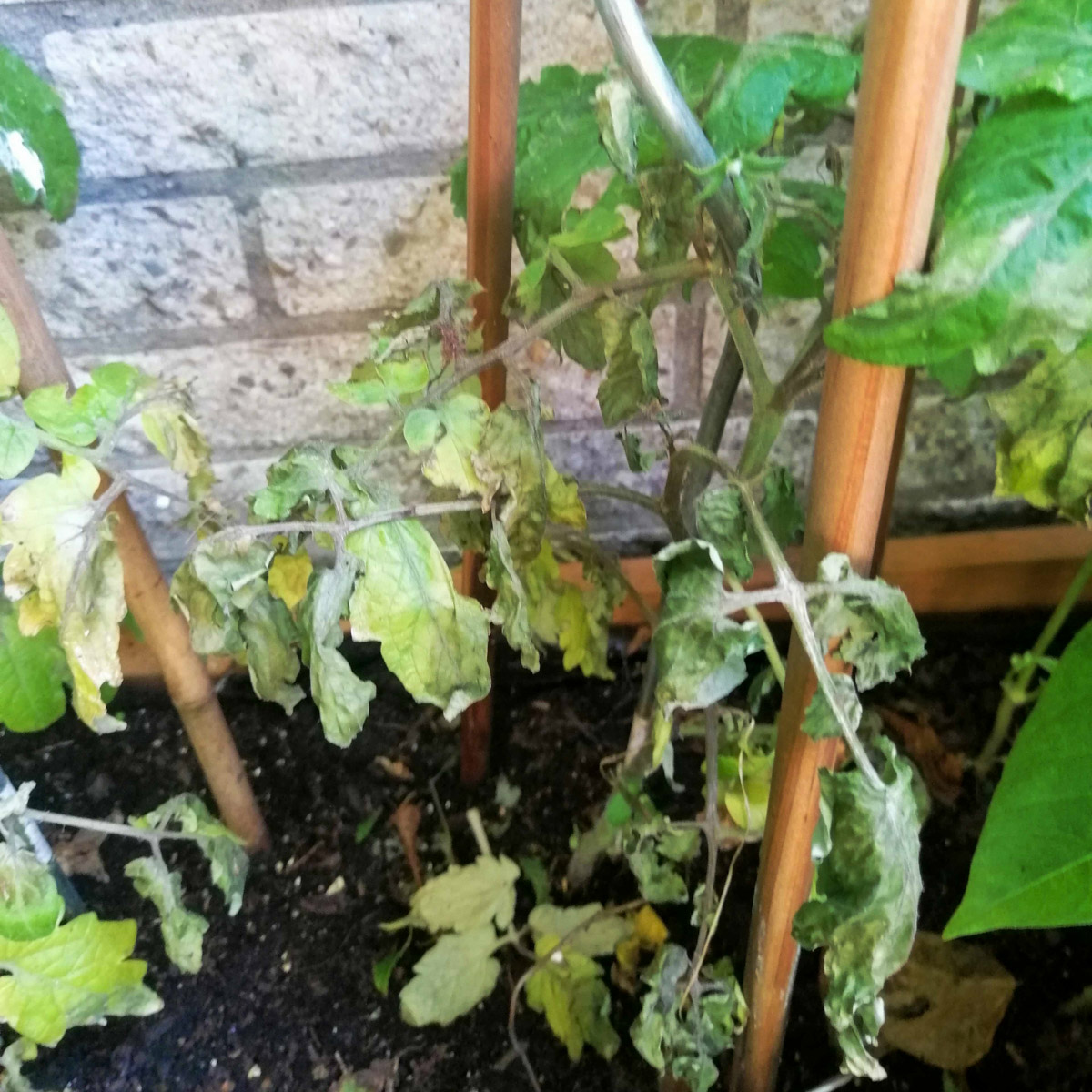 Tomato plant badly affected by late blight