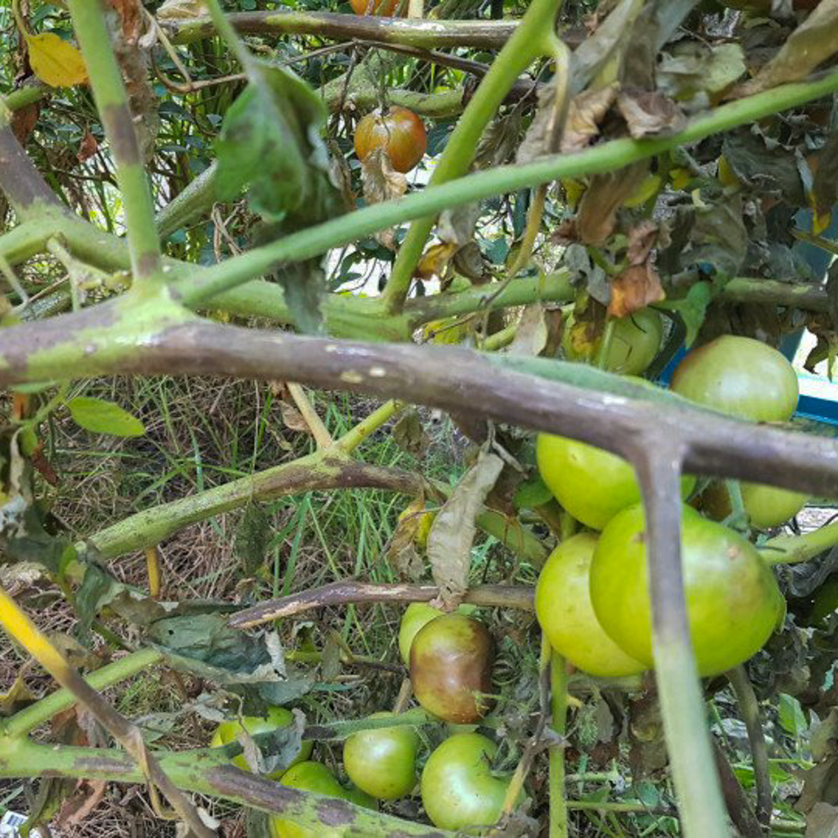 Badly blighted tomato plants that need to be removed