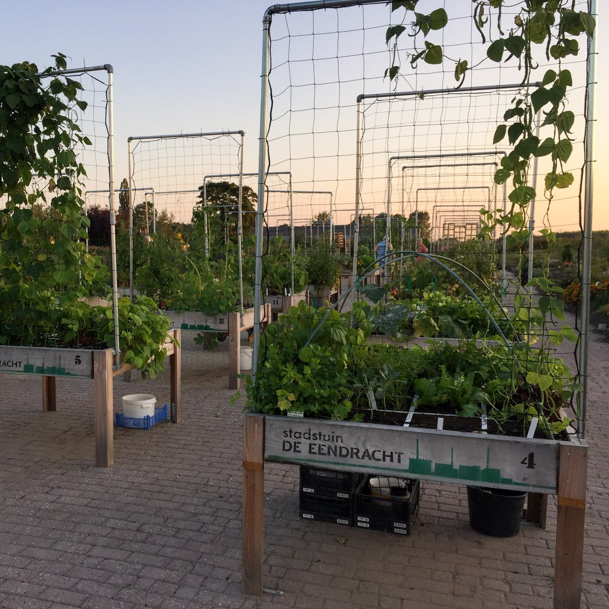Vegetable beds at De Eendracht community garden in Appingedam