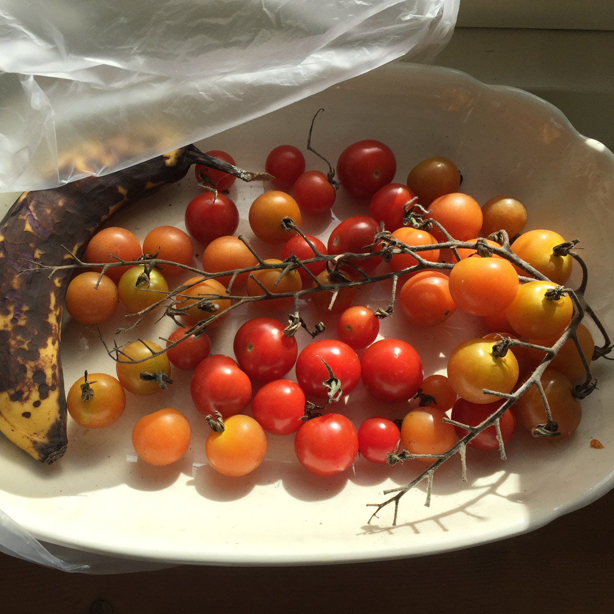 Partly ripe tomatoes and a banana beneath a clear bag
