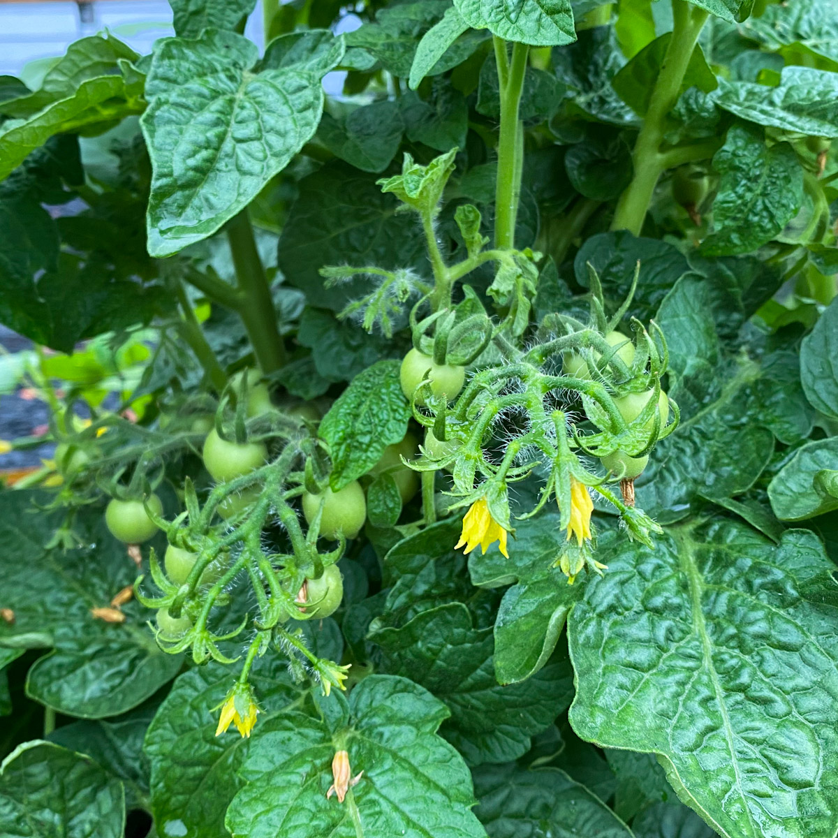 Tomato flowers and small green tomatoes on a healthy plant