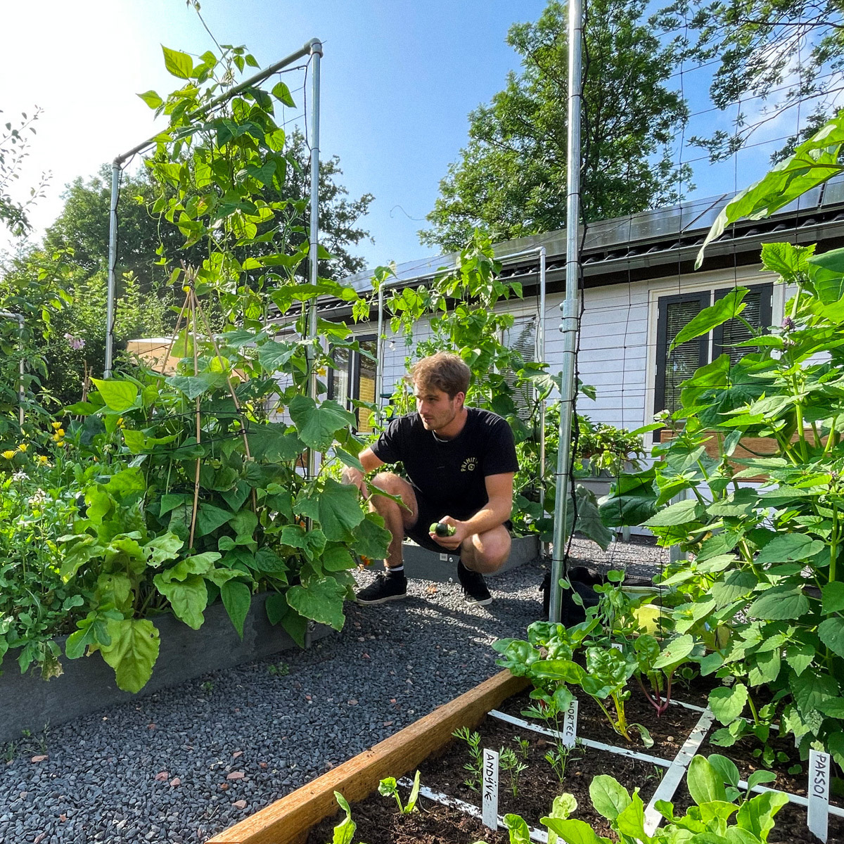 Checking summer plants in a Makkelijke Moestuin garden box