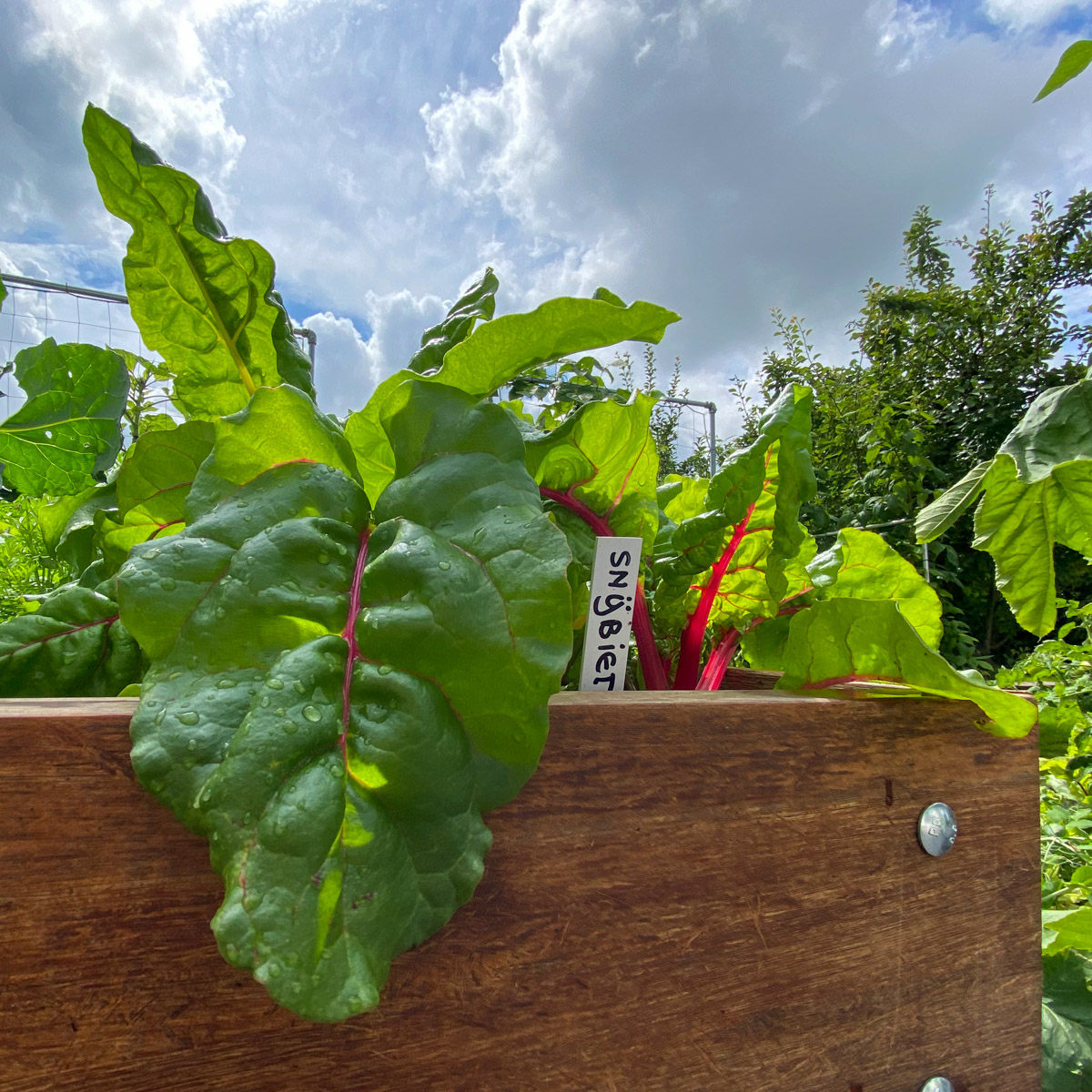 Chards grows super fast in mid-summer