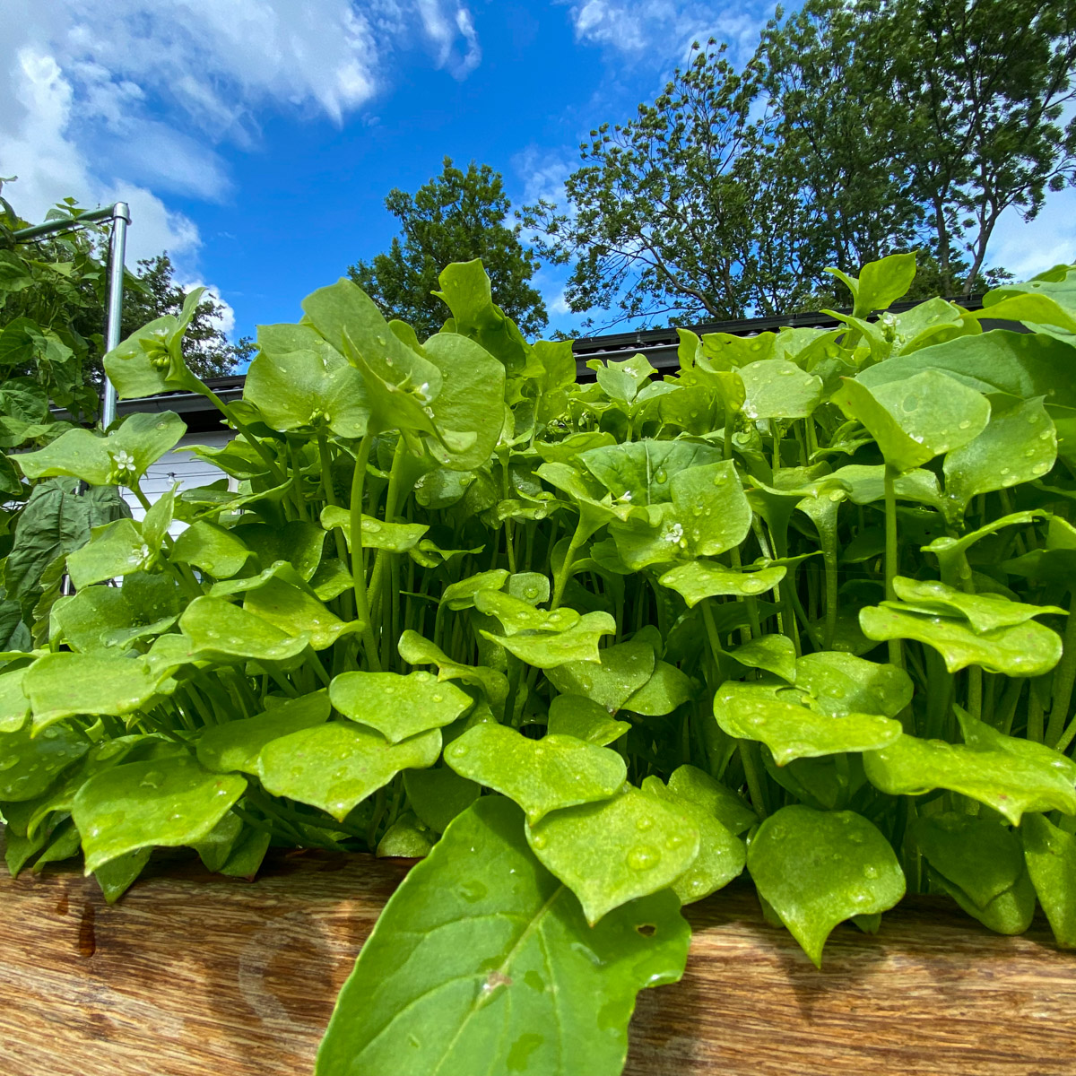 August: Winter purslane grown from our MM-Seeds is now ready to harvest after just a month