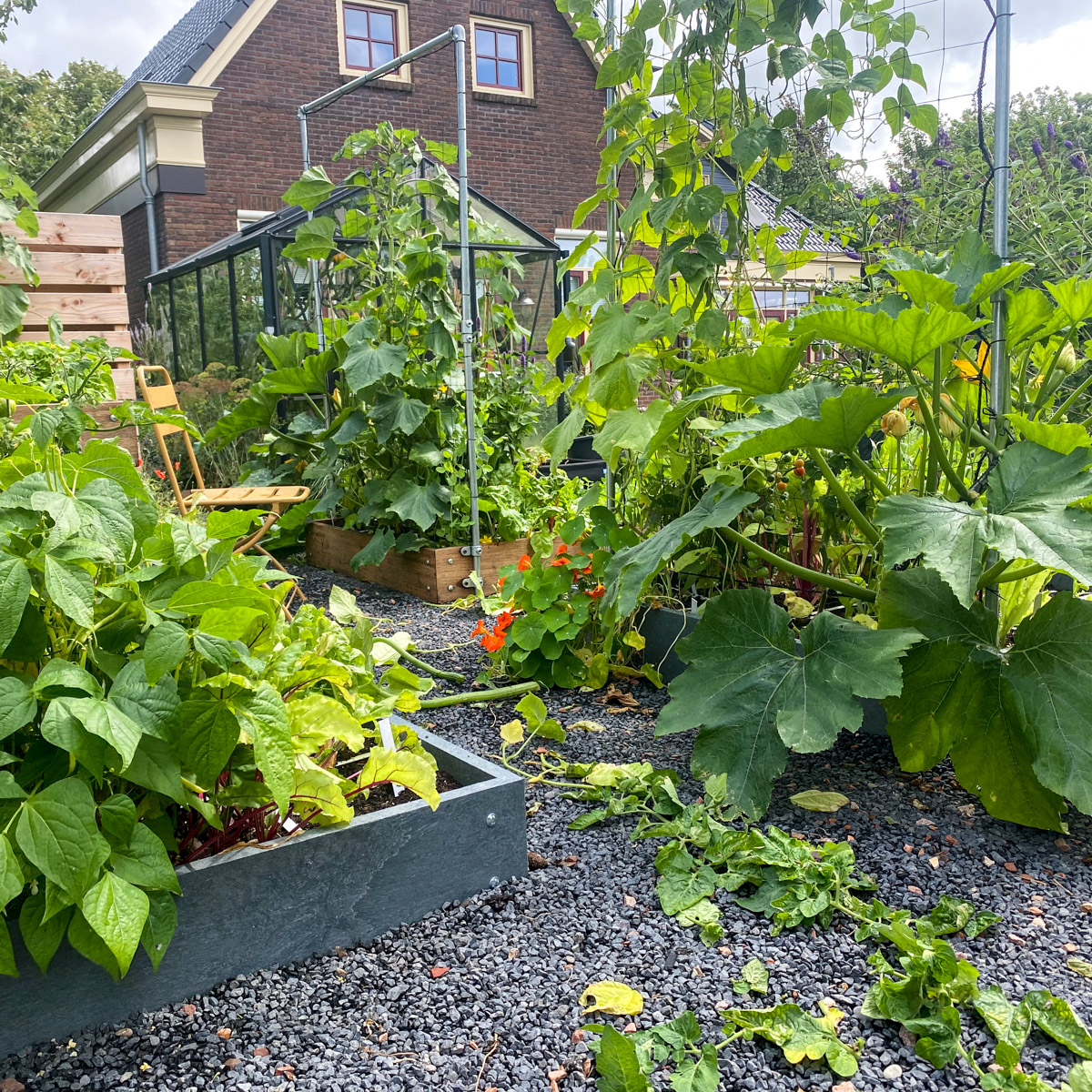 Cleaning up the garden boxes in mid-summer by removing fading plants