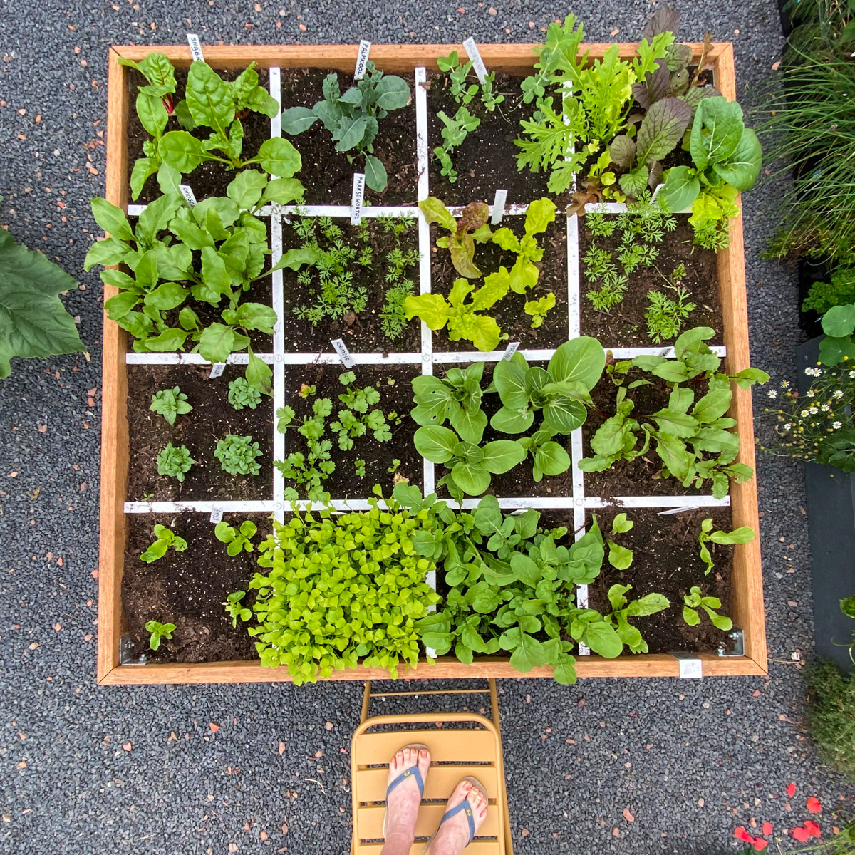 A garden box sown on July 1 and full of small plants two weeks later