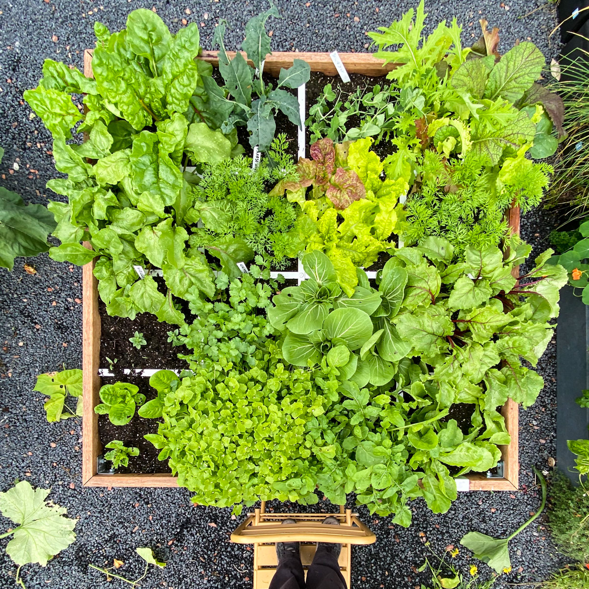 The July 1 garden box full of plants and ready to harvest on July 31