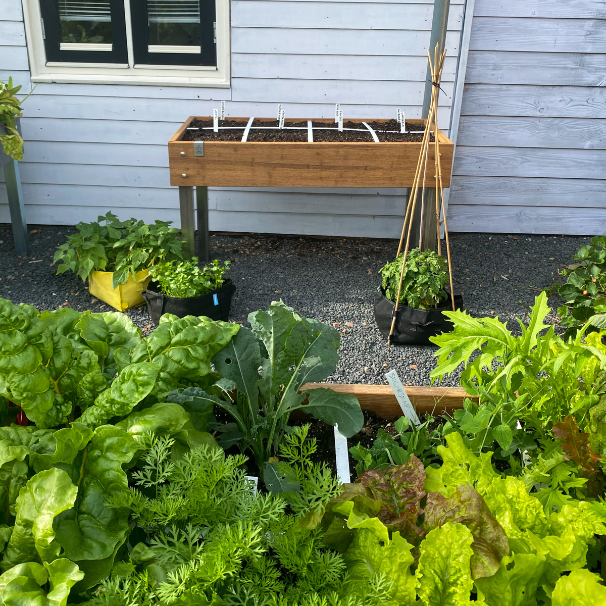 Our garden table sown on August 1st in the Planty Garden
