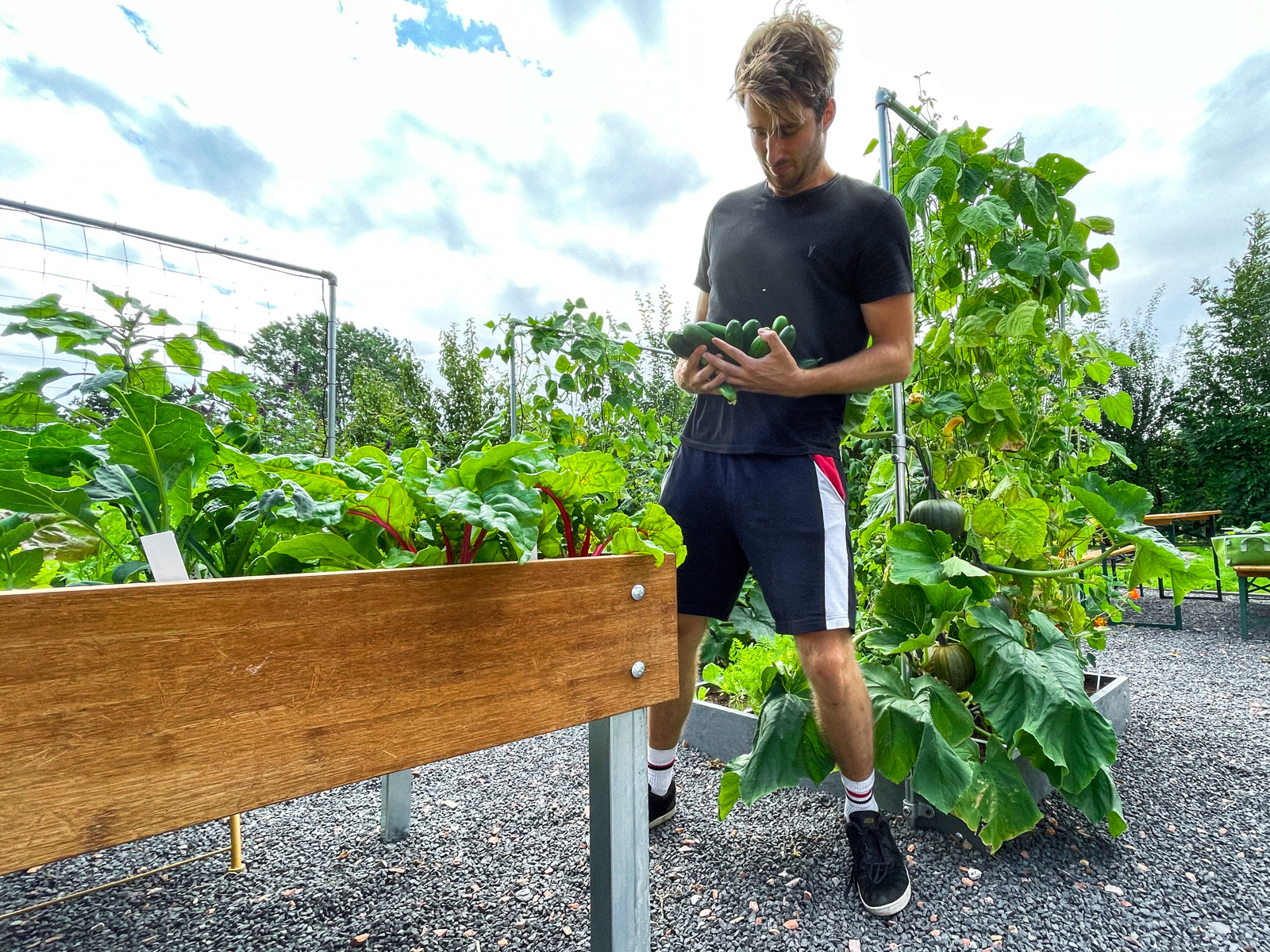 Augustus in de Makkelijke Moestuin: heel veel komkommetjes oogsten