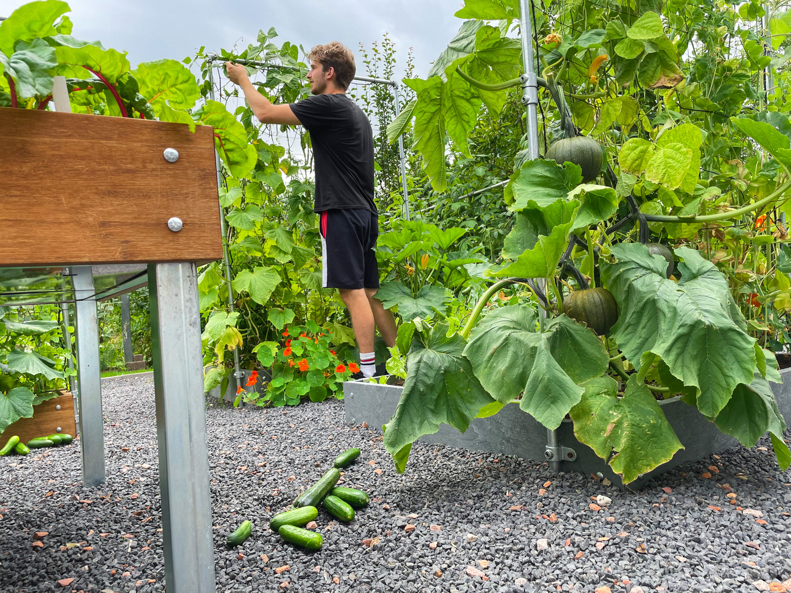 In augustus oogst je elke dag uit de Makkelijke Moestuin