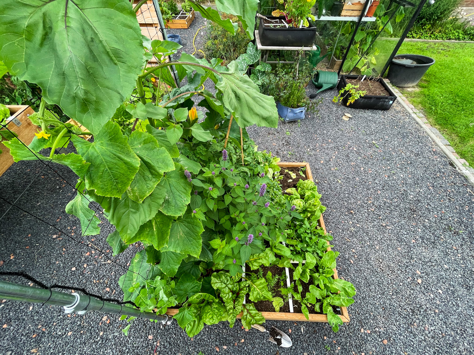 Overvolle Makkelijke Moestuinbak begin augustus
