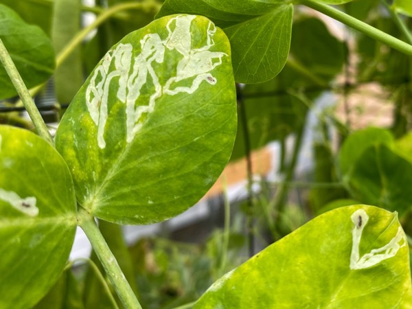 Leaf miners can damage bean and pea plant leaves, but won't harm the pods