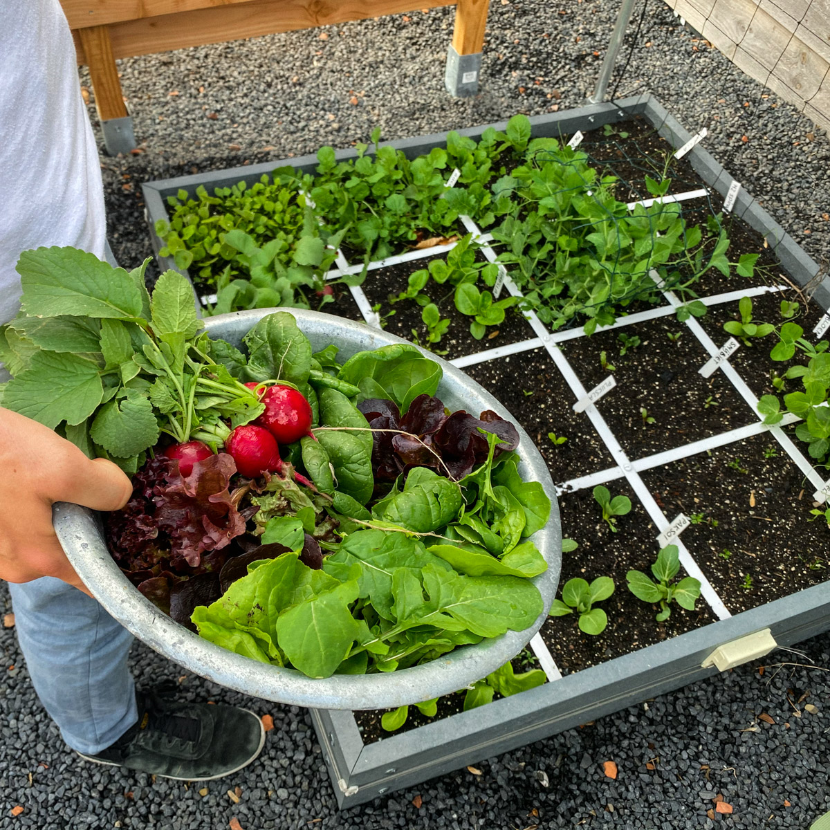 Lots of different vegetables harvested from the same Planty Garden box