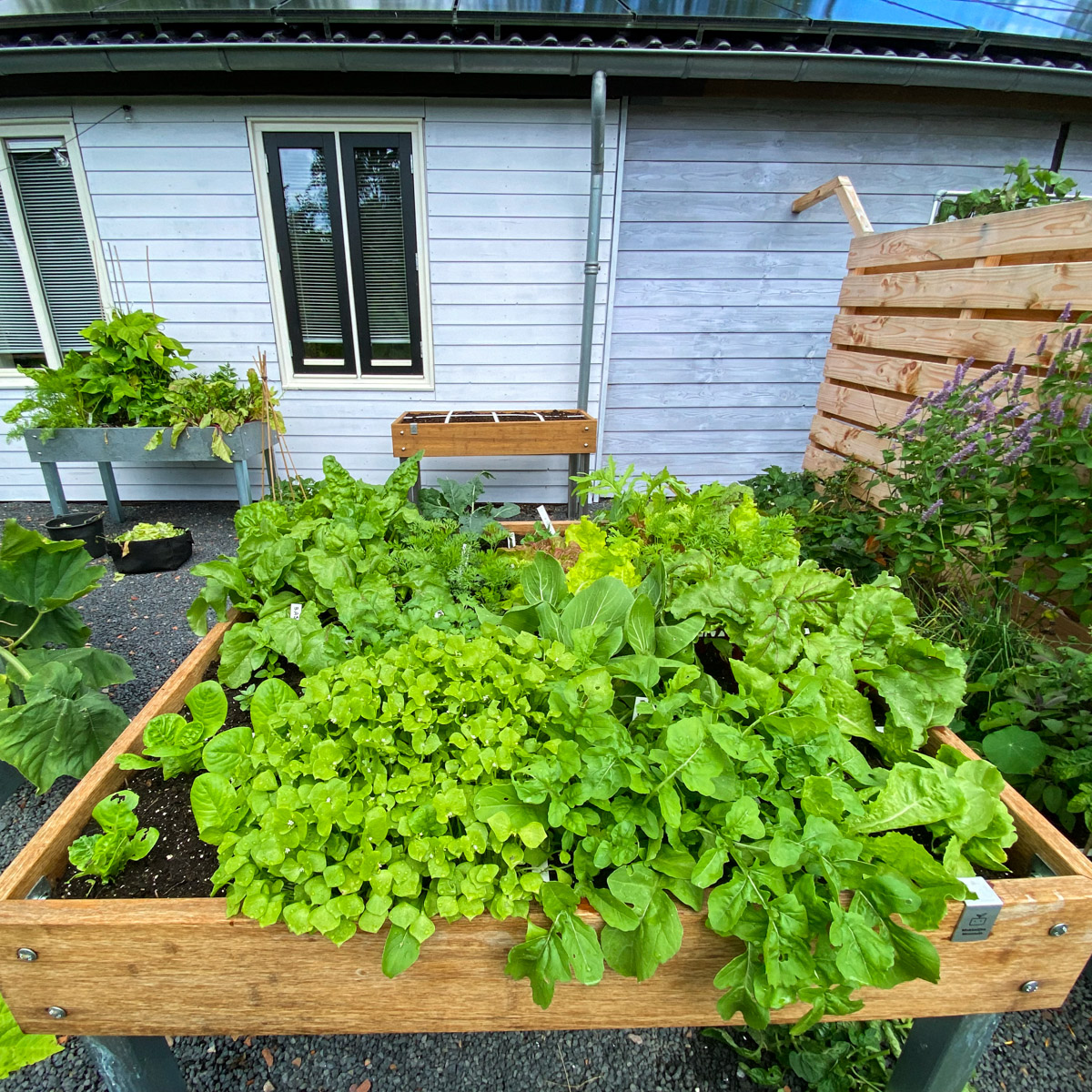 One raised bed produces a lot of fresh produce