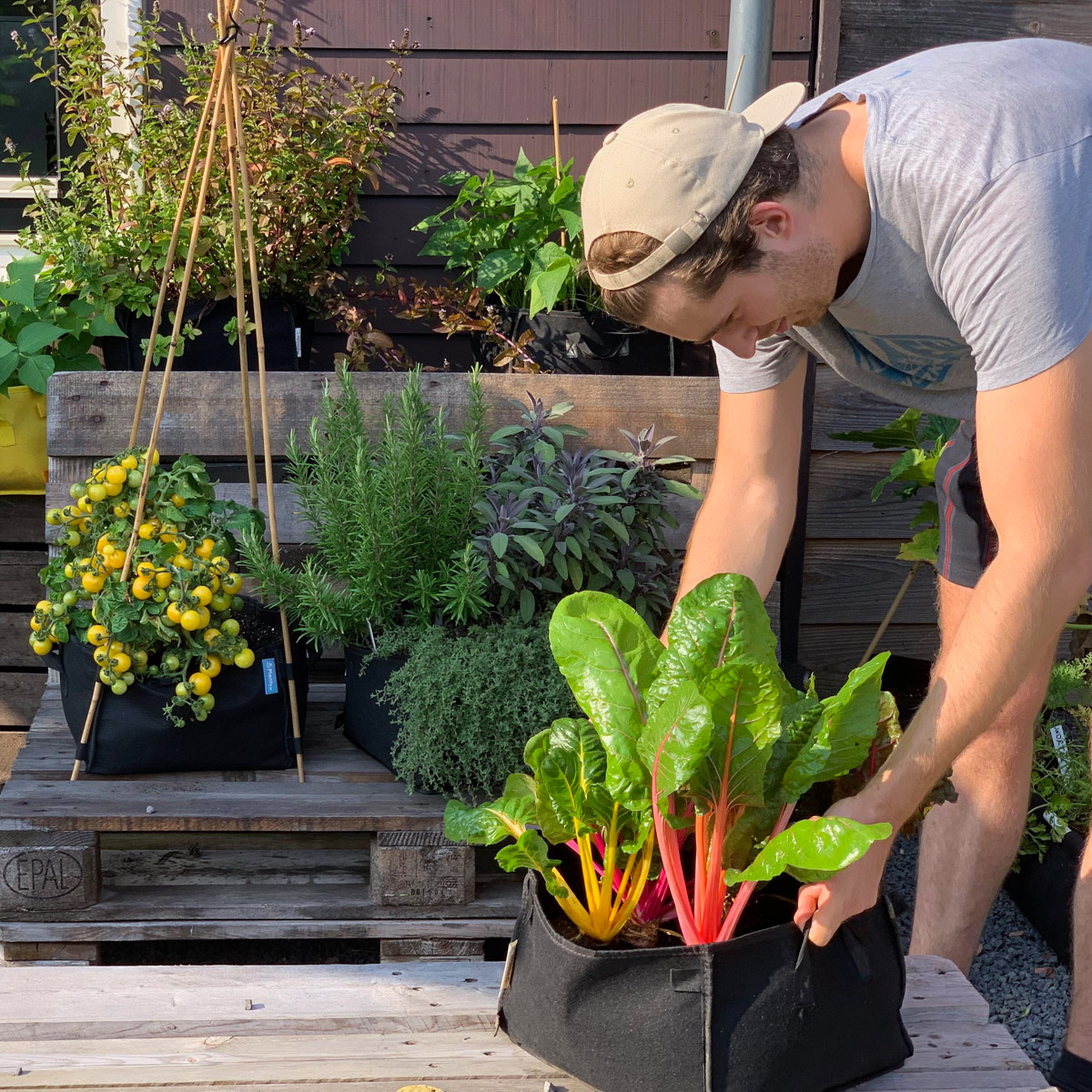 Three MM-Minis on a pallet in the garden filled with tall herbs and potatoes