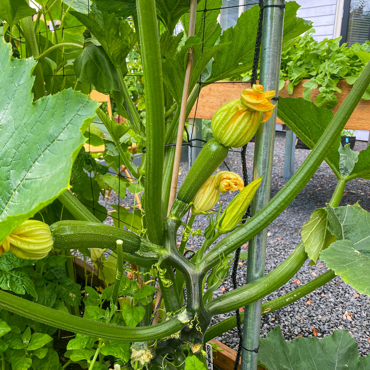 Zucchinis need more sun than your lettuces