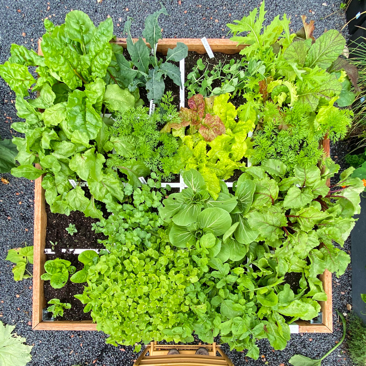 Welke groentes kies je voor een Makkelijke Moestuin en welke liever niet?