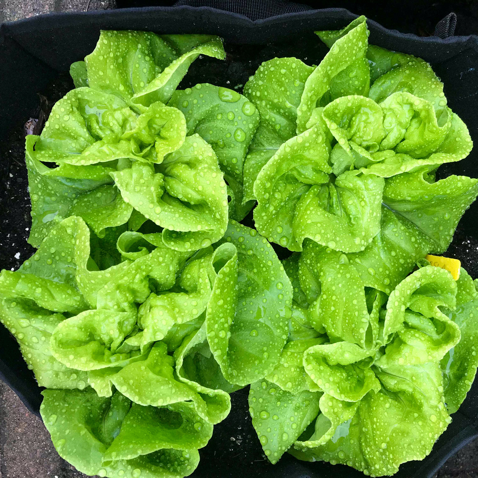 Het hele jaar door salades oogsten uit een Makkelijke Moestuinbak