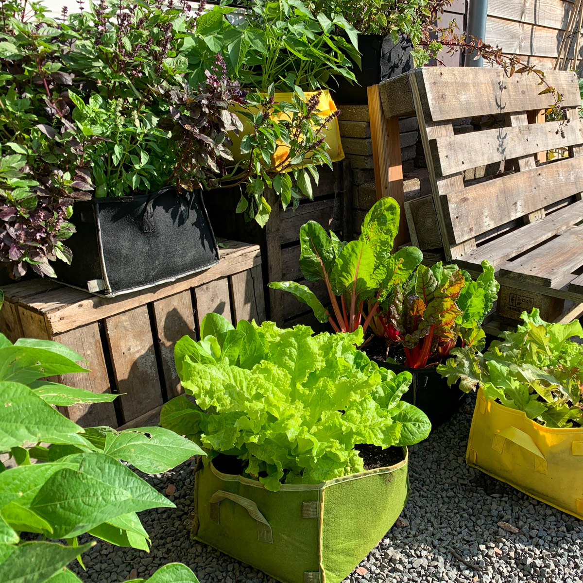 Makkelijke Moestuin met MM-mini's